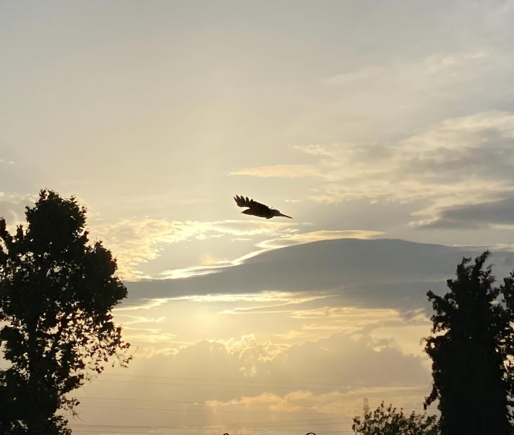 freedom is consciousness