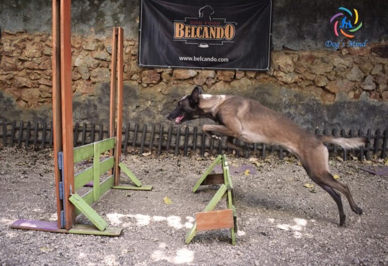 dog training Christos Koutsis