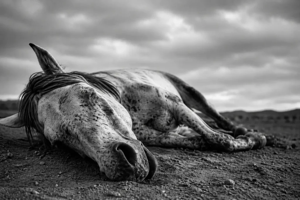 theory of dead horse