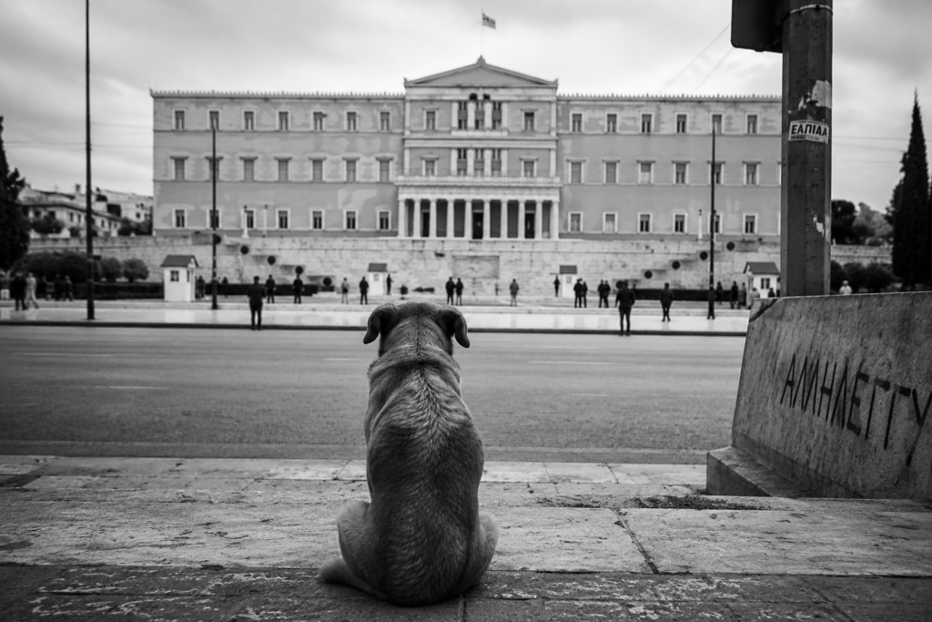 υτόν τον θόρυβο δεν θα τον πληρώσει κανένας πολιτικός. Θα τον πληρώσει ο ίδιος ο σκύλος.