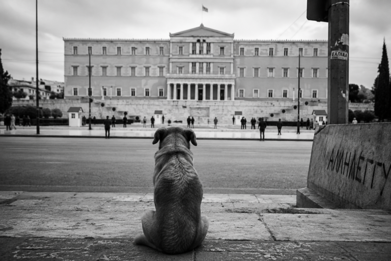 υτόν τον θόρυβο δεν θα τον πληρώσει κανένας πολιτικός. Θα τον πληρώσει ο ίδιος ο σκύλος.
