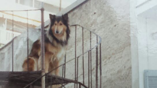 christos koutsis parky  (4)