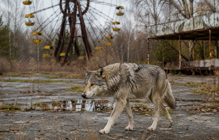 wolf