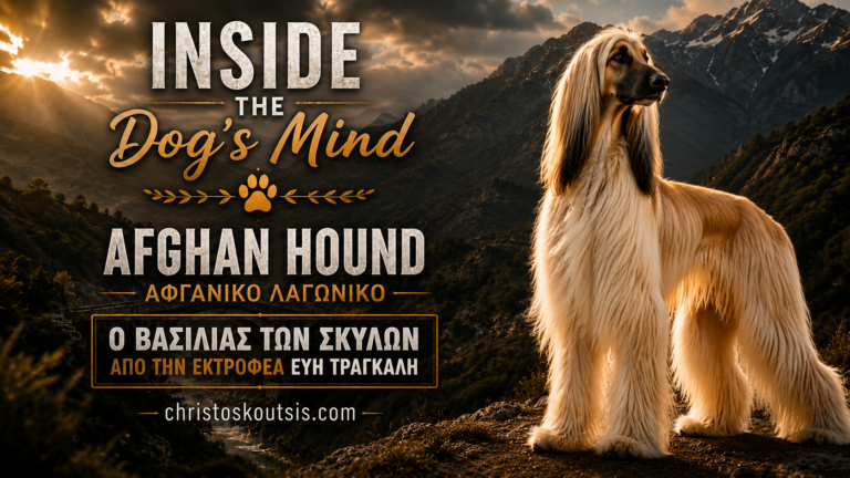 Afghan Hound