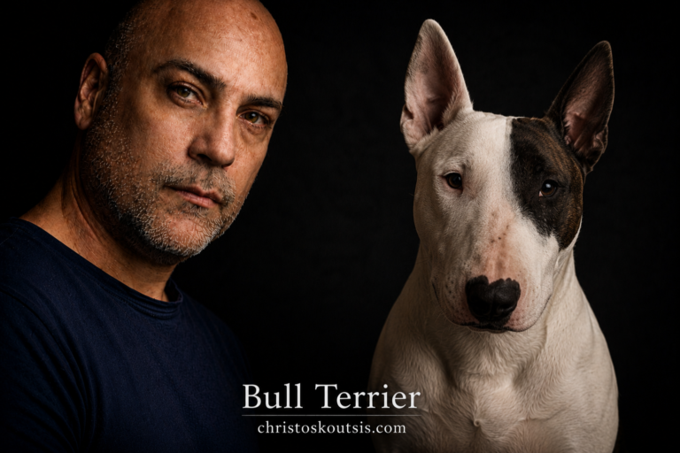 Bull Terrier