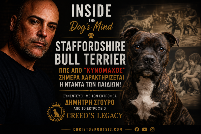 Staffordshire Bull Terrier