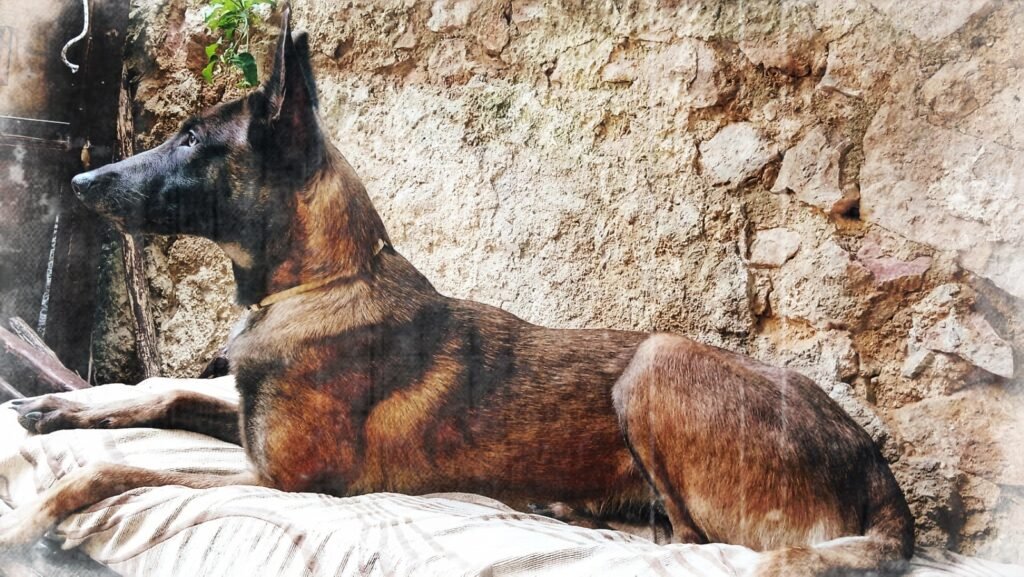 letty μαλινουά