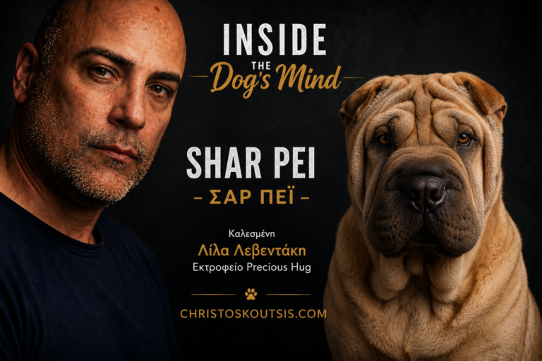 Shar Pei